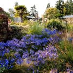 Timber Press Garden Pictorial eBook Kindle 2020 – 280‑Page Plant Guide-0