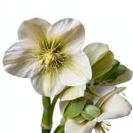 BBC Digital Shade Gardening Kindle eBook Guide 128‑Page PDF-0