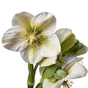 BBC Digital Shade Gardening Kindle eBook Guide 128‑Page PDF-0