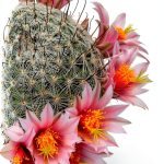 Fingerprint! Publishing Pictorial Gardening eBook Wild Plant Guide-0
