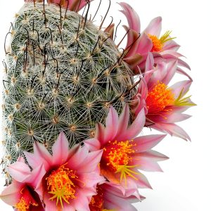 Fingerprint! Publishing Pictorial Gardening eBook Wild Plant Guide-0