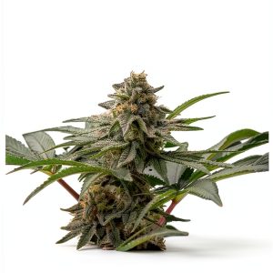 Marijuana Cultivation Guide Kindle eBook Pictorial First Edition-0