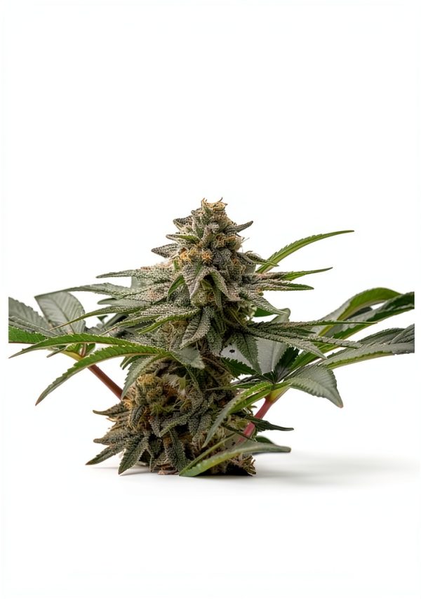 Marijuana Cultivation Guide Kindle eBook Pictorial First Edition-0